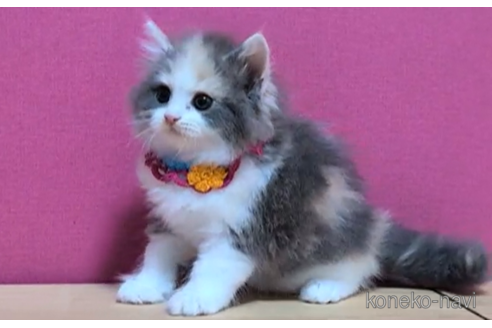 成約済の東京都のマンチカン-100756の5枚目